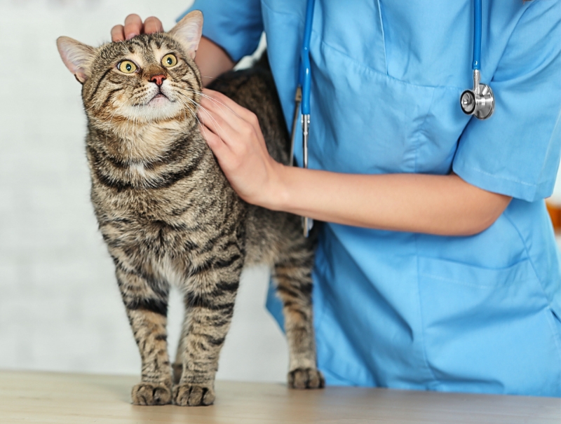 Veterinary Jobs in Dallas