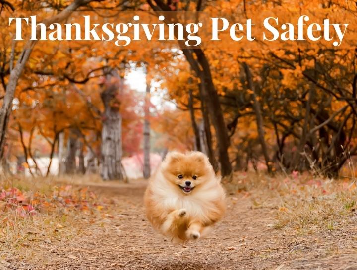 Thanksgiving Pet Safety Tips